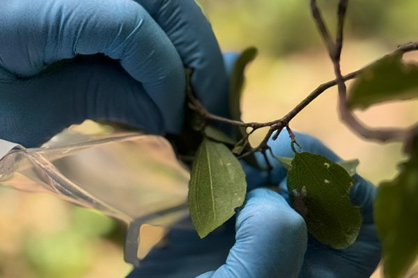 Experience in bioprospecting