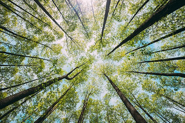 Sustainable supply approach